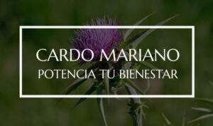 Los Beneficios Del Cardo Mariano Para La Salud Potencia Tu Bienestar