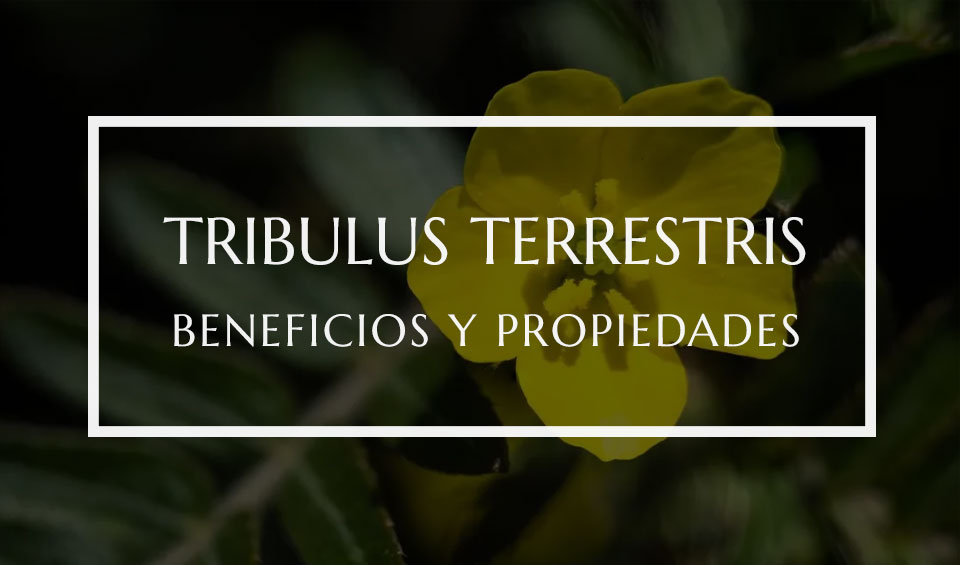 Tribulus terrestris