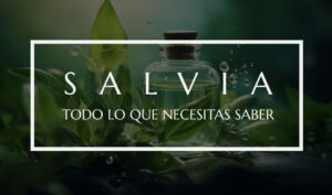 Extracto de Salvia: beneficios y usos para la salud